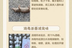 老鼠死在墙里面很臭怎么办，老鼠死屋里？