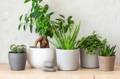 儿童房适合养什么植物，儿童房放什么植物比较好？