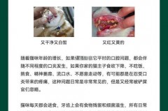 猫咪漱口水怎么用，猫咪漱口水用多久才不会有口臭
