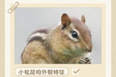 松鼠通常一胎生三四个说明方法，松鼠通常一胎生几个小松鼠？