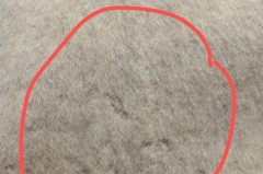 双面羊绒为什么会被虫吃_为什么双面羊绒会被虫蛀