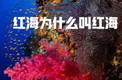 红海的海水一般呈现为什么颜色，红海的海水呈什么色?？