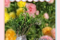 重瓣太阳花为什么没有种子，重瓣太阳花没有花苞怎么办？